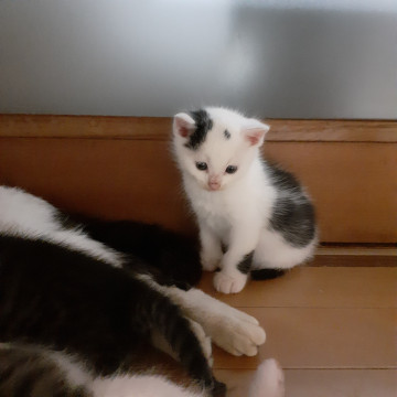 ぶちがトレードマーク