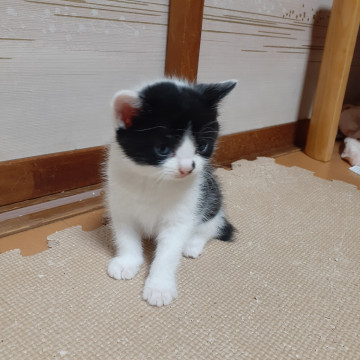 トライアル中