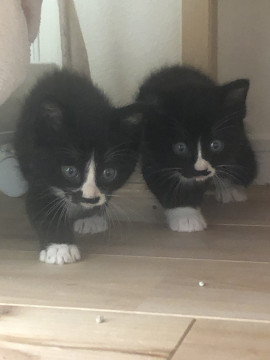 キュートなタキシードキャットのペア