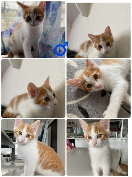 生後2ヶ月の子猫♂