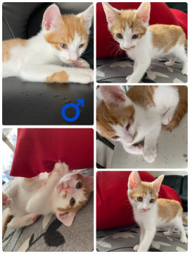 生後2ヶ月の子猫