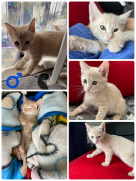 生後2ヶ月の子猫♂