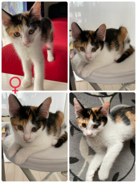 生後2ヶ月の子猫