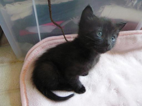 甘えん坊の黒君