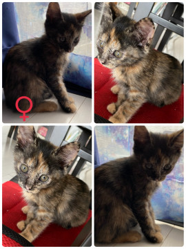 生後2ヶ月のサビ猫ちゃん