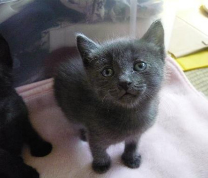 甘えん坊のロシアンブルー系君