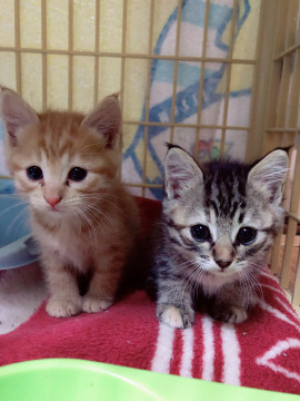 天使のような兄妹です