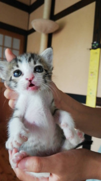 代理投稿　生後1ヶ月の姉妹一緒で❤