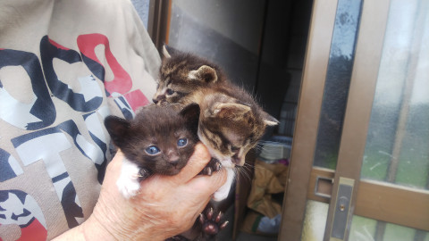 生後3週間の子猫貰ってください