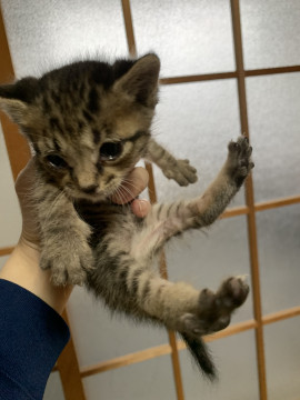捨てられてた子猫