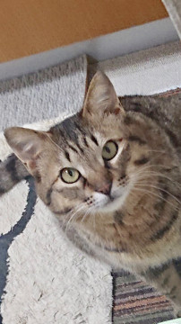 ひな祭りに保護したから祭くん