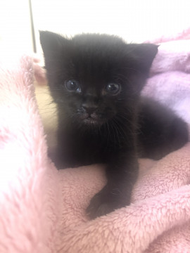 ちびちゃい黒ねこ赤ちゃん