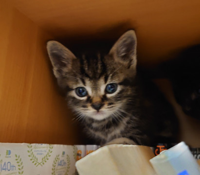 可愛いくておしゃれ毛柄の仔猫です