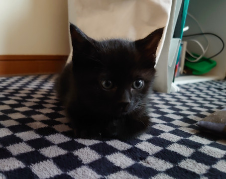 シュールなイケメンブラック仔猫です