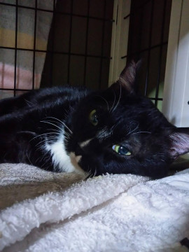 多頭飼育崩壊から救出　黒白君