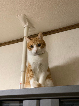 可愛いい茶白ちゃん