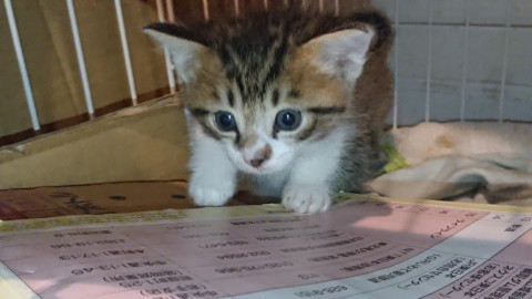 野良マダムの可愛い4きょうだい
