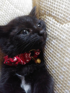 小さな黒猫