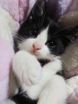 ハチワレ
