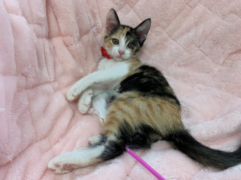 優雅な三毛猫ミコちゃん＜一時停止します＞