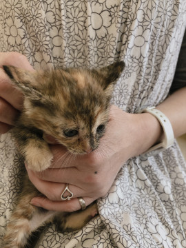 生後1ヶ月☆人懐こい女の子おやきちゃん