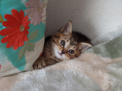 お膝大好きゴロゴロのボク、お迎え待ってま
