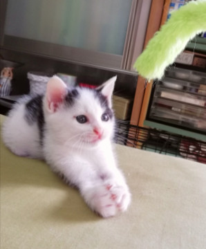 ふんわりきょうだい①