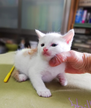 ふんわりきょうだい②