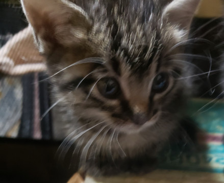 兄弟一緒のご縁を希望、1.5ヵ月の男子