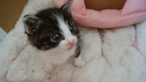 ママとはぐれちゃった　淋しいよボク