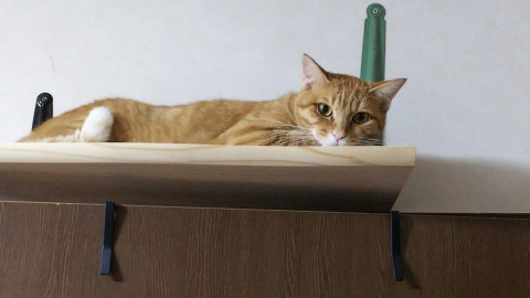 美人な茶トラさん