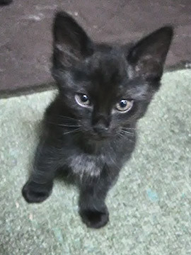 真っクロな女の子_美猫さんになりますよ