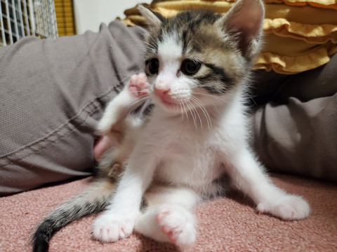 シロクロしましまブチの男の子