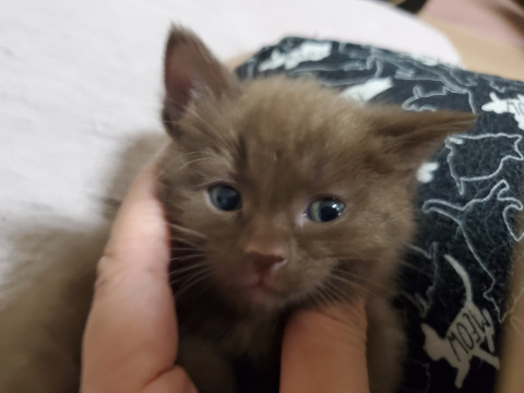 茶色毛並みの女の子