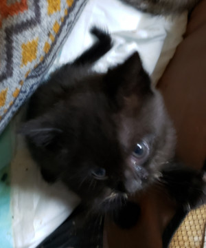 センター引き出し、1.5ヵ月の女の子