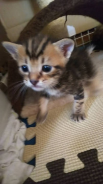 甘えんぼの優男顔