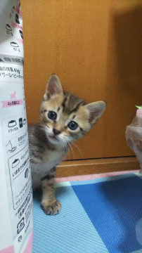 口元ちょい白の美猫キジトラ