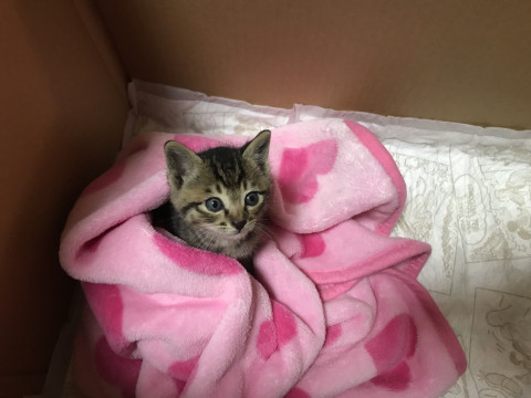 生後1ヶ月キジトラ♂イケメン子猫