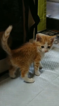 可愛すぎな茶トラちゃん❣️