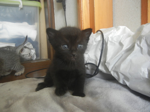 元気な黒猫ちゃん