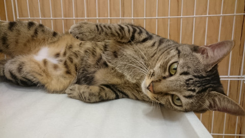 甘えん坊キジオくんの里親さま募集中。