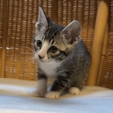 【交渉中】活発で人懐っこい男の子