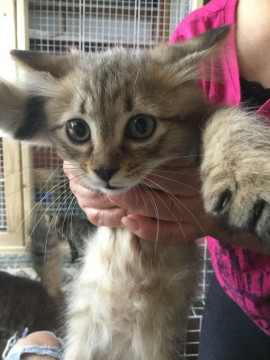 2ヶ月弱くらいの女の子