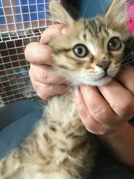 2ヶ月弱くらいの男の子