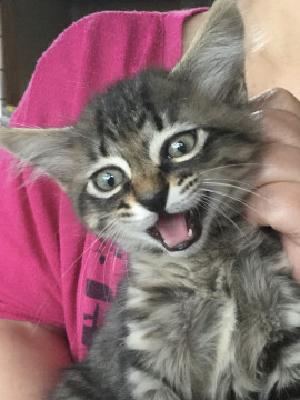 2ヶ月弱くらいの男の子