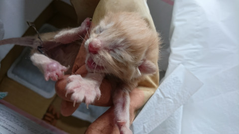 赤ちゃんネコを飼ってくださる方募集中！