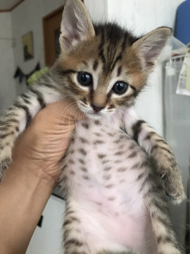 天然の女の子　ラナちゃん