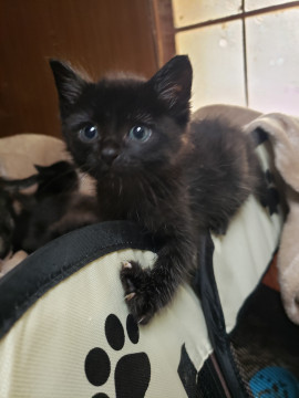 兄弟一緒のご縁を希望、1.5ヵ月の男子