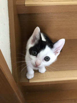 女の子らしいかわいさ　プープーちゃん