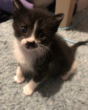 かわいいオテンバ娘　エアちゃん